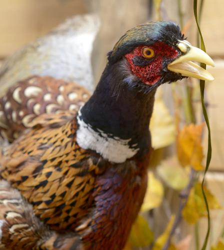 Taxidermy Tom Matuska