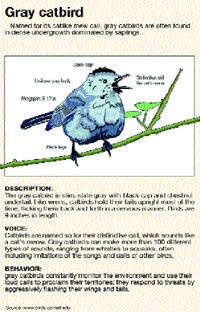 Gray catbirds love to dine in raspberry bushes 