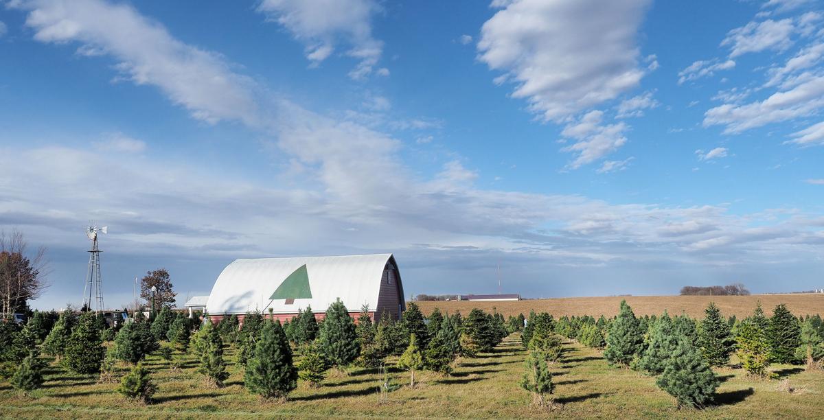 christmas tree farms see big business on black friday christmas tree farms see big business on black friday