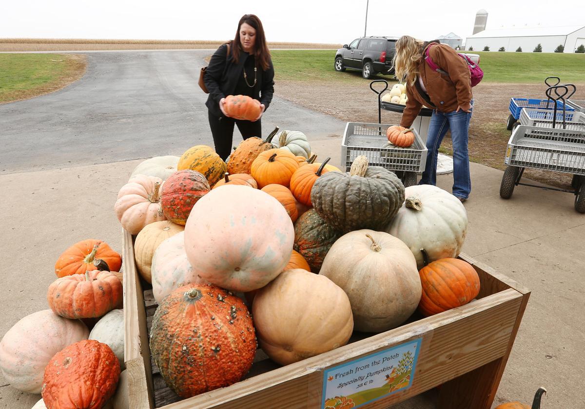 Northwest Iowa pumpkin farmers pleased with 2016 crop