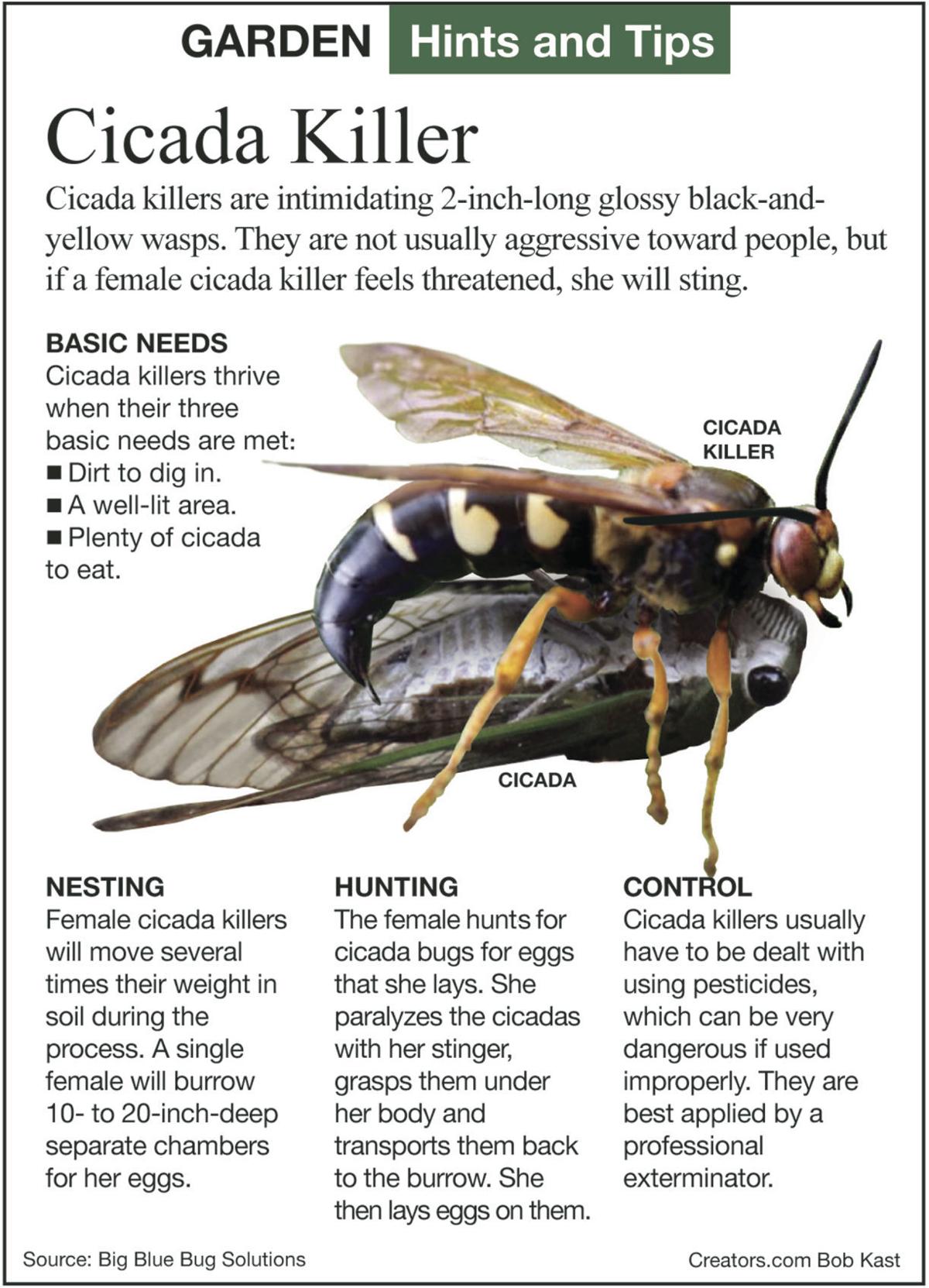 Insecticide may kill Cicada killer wasps