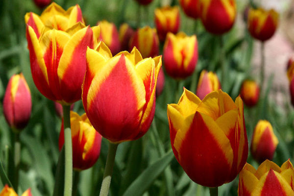 Tulip Town kvdm083.jpg
