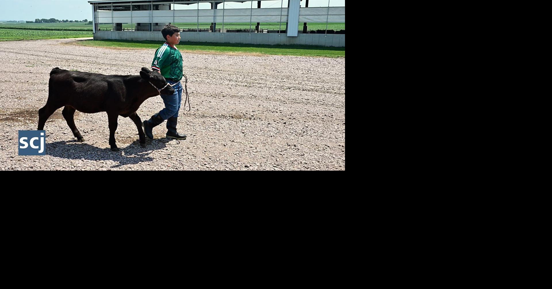 Hawarden youth works with his bucket calf