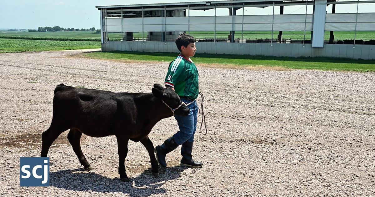 Hawarden youth works with his bucket calf