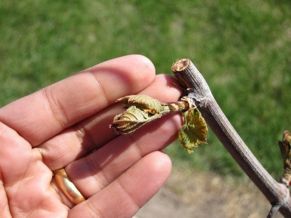 Frost damages Iowa's early blooming orchards | Local news ...