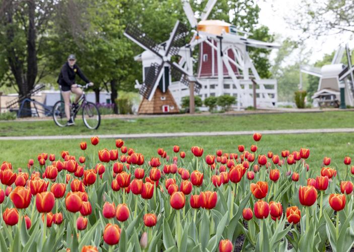 Orange City prepares for the 82nd Tulip Festival