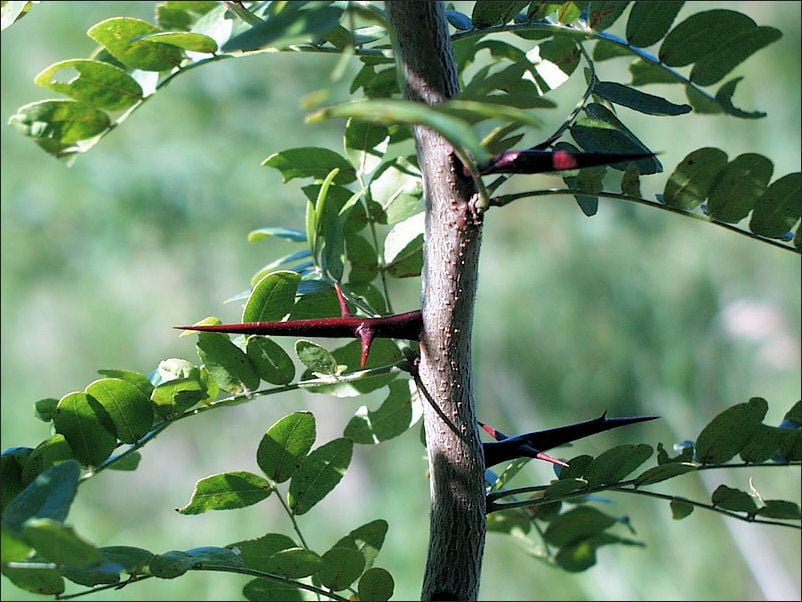 A Northwest Iowa guide to shade trees for the lawn Siouxland Life