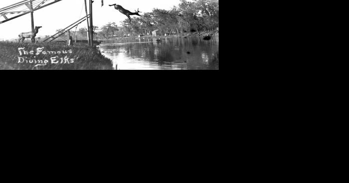 The Diving Elk