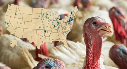 Turkey growers left out of USDA reform 'devastated' by move - Vimarsana News