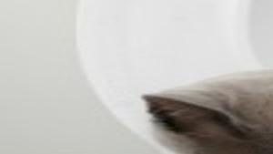 Yes Some Cats Can Be Trained To Use The Toilet Lifestyles