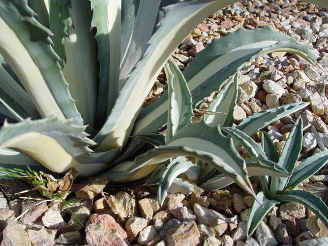 Yardsmart How to harvest agave pups