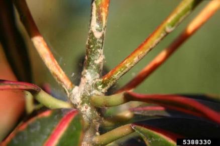 Coming clean on plant pests - Vimarsana News
