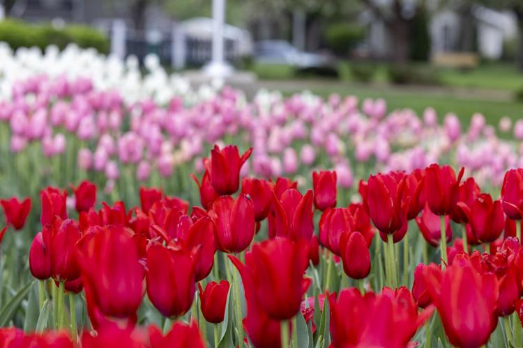 Orange City prepares for the 82nd Tulip Festival