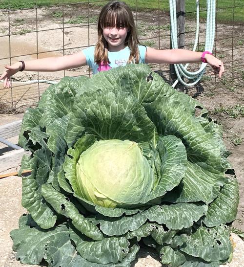 Giant cabbage