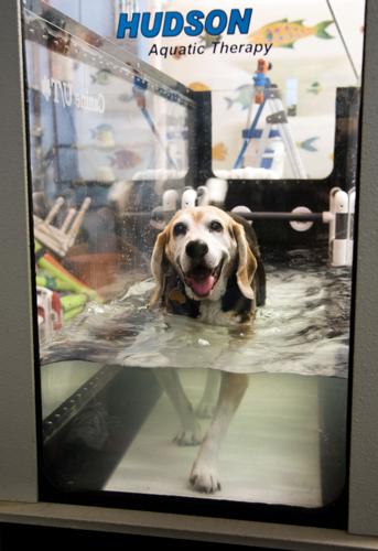 Four Paws Fitness & Rehab