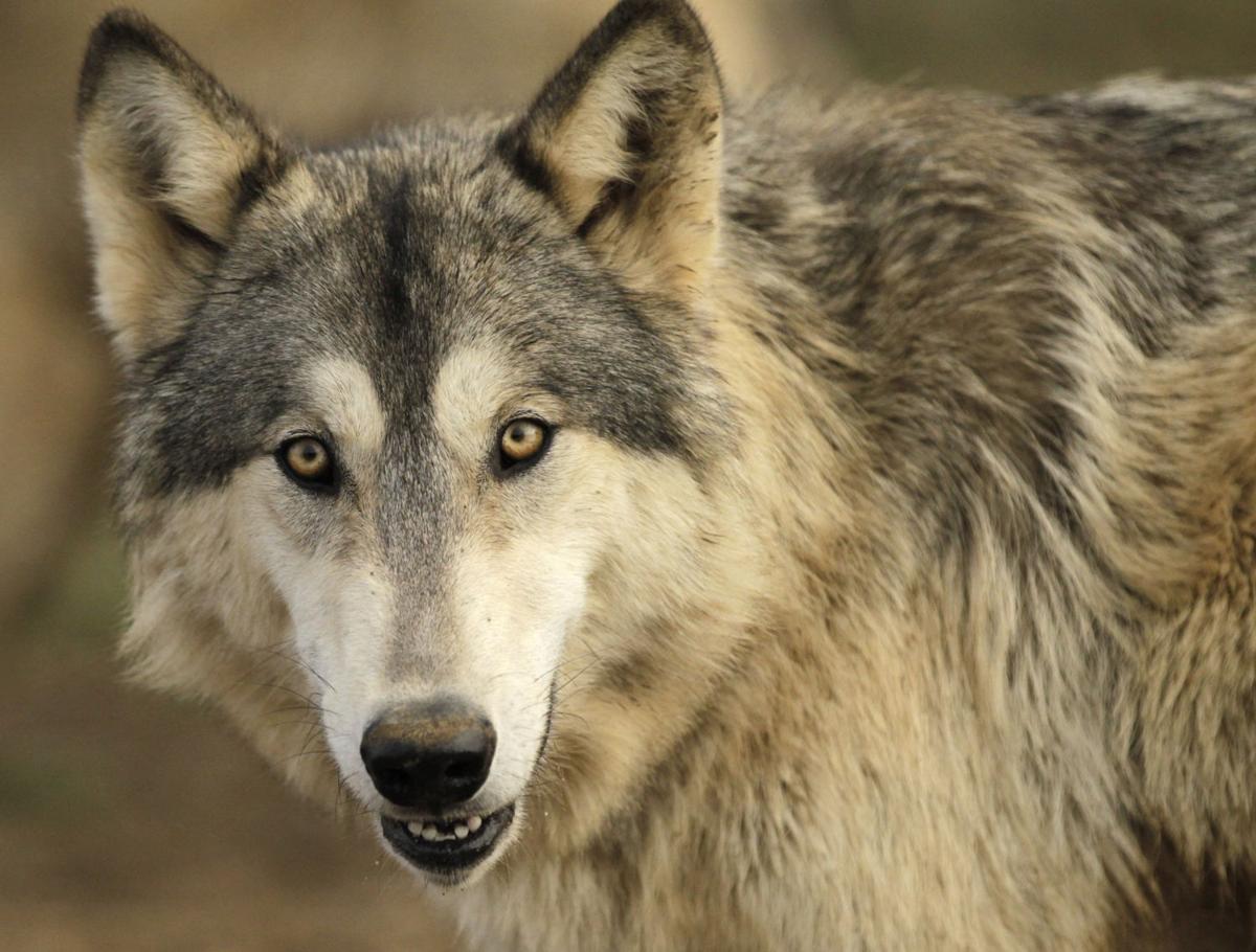 Wolf Run provides refuge for a menagerie Pets