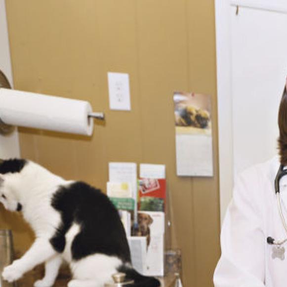Pet Emergency Preparedness Performing Cpr And The Heimlich