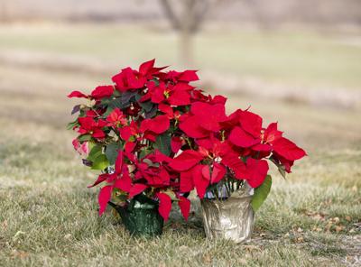 Poinsettia plants