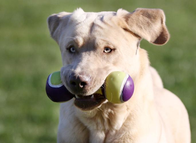 Hunting dog Sioux City Animal Adoption and Rescue Center