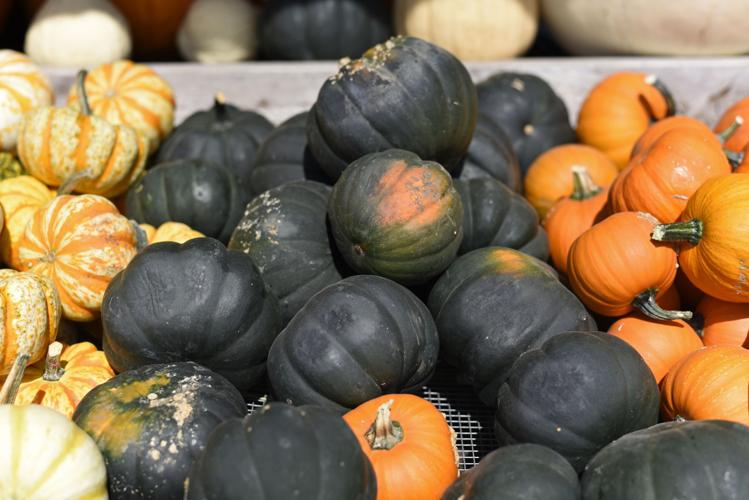 PumpkinPatch_8.jpg