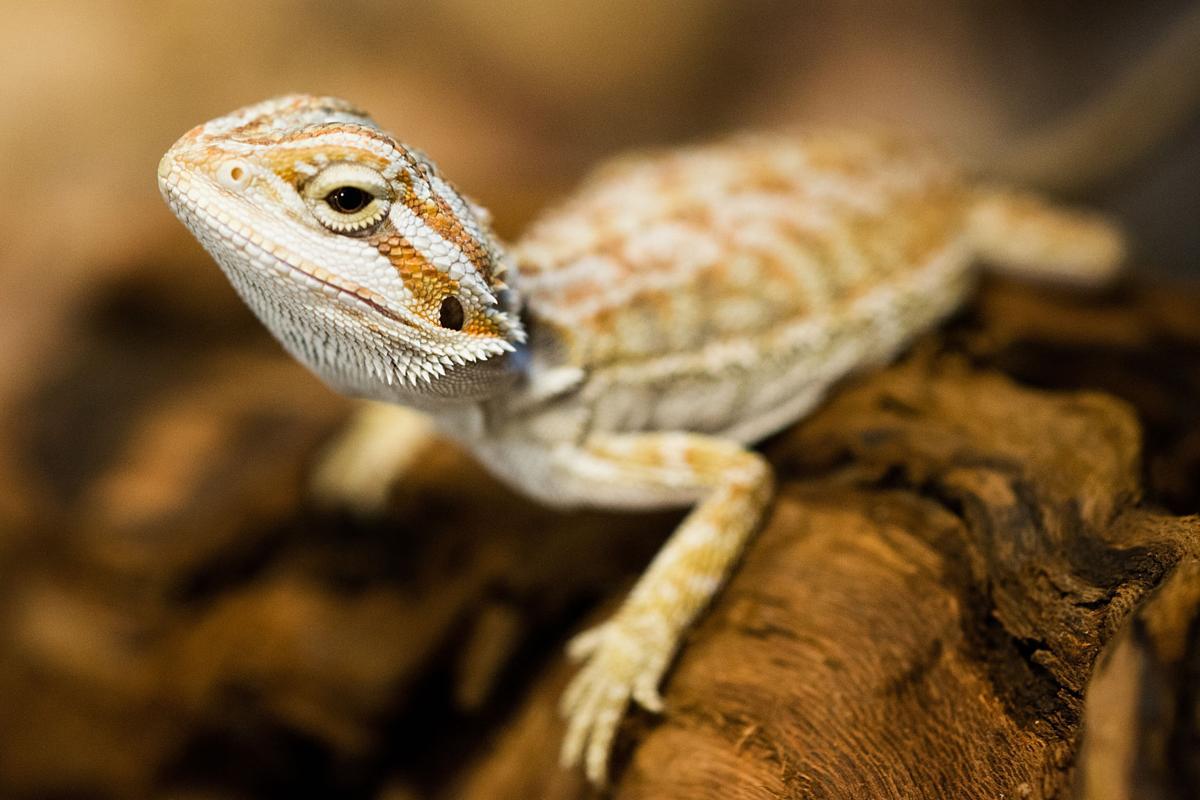 Pop Culture Pets How Movies And Tv Influence Our Choice Of Pets Siouxland Life Siouxcityjournal Com