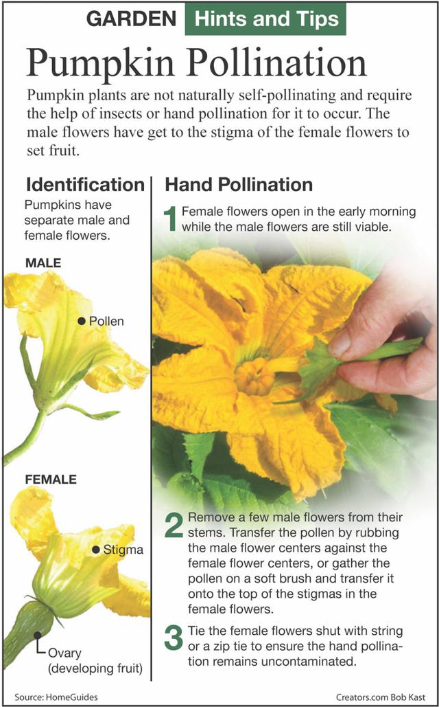 Pumpkins like hot weather, lots of water to flourish
