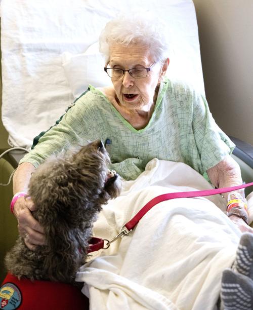 Hospital pet therapy