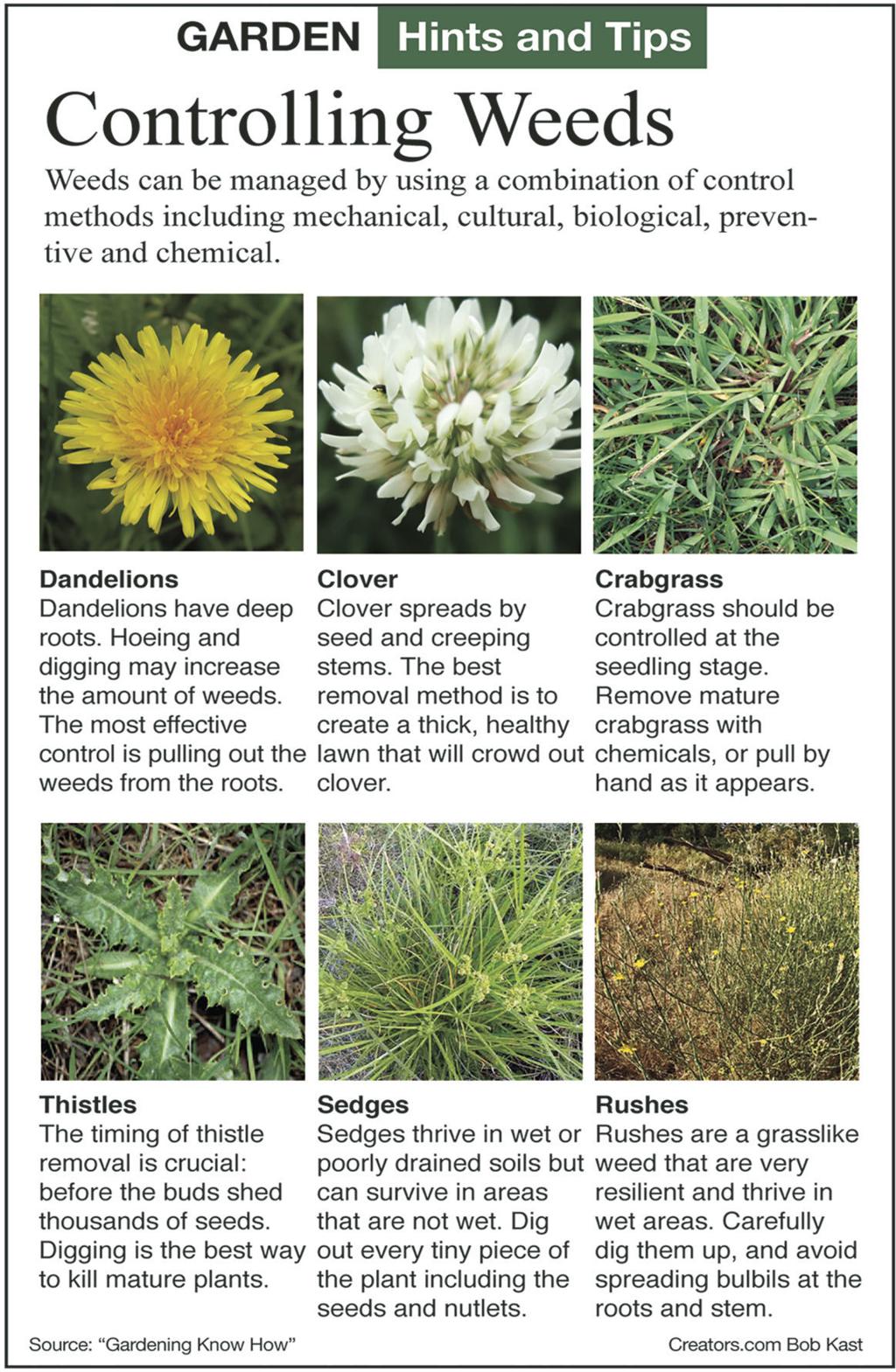 Clover Control Method Depends On Life Cycle Of The Weed Siouxland Homes Siouxcityjournal Com