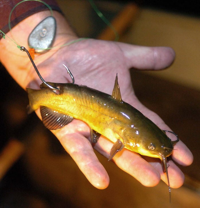 Bullheads for bait Outlet