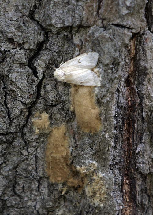 Forest Pests
