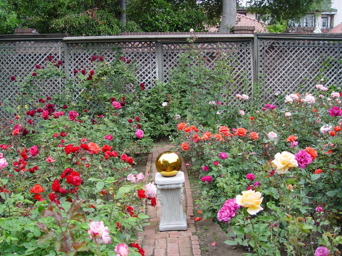 Yardsmart Follow These Tips For Hybrid Tea Rose Summer Pruning Siouxland Homes Siouxcityjournal Com Yardsmart Follow These Tips For Hybrid Tea Rose Summer Pruning Siouxland Homes Siouxcityjournal Com