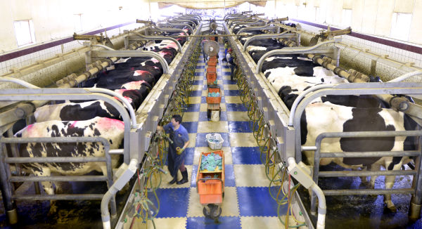 Plymouth Dairy