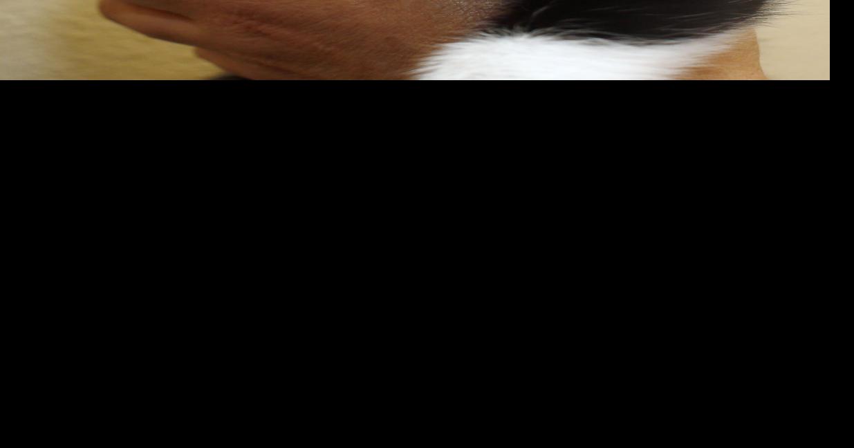 2021 Sioux City pet licenses now available