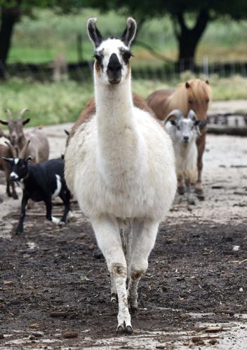 Pumpkinland llama
