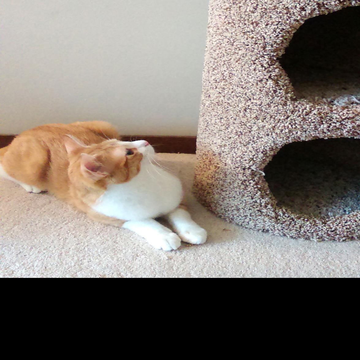 Pets Cat Scratch Fever Is Declawing Really All That Bad