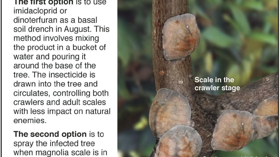 Magnolia Scale Can Be Fixed With Insecticide Siouxland Homes Siouxcityjournal Com,Tofu Scramble Recipe