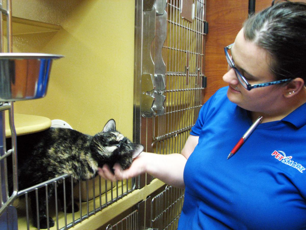 Cat Astrophe What To Do When The Cat Stops Using Its Litter Box Kuester Siouxcityjournal Com