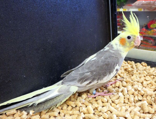 Petsmart best sale bird road