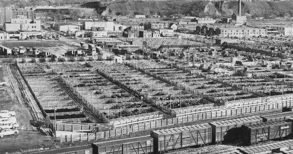 PHOTOS: Sioux City stockyards through the years