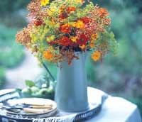 What are your tips for growing cosmos? 