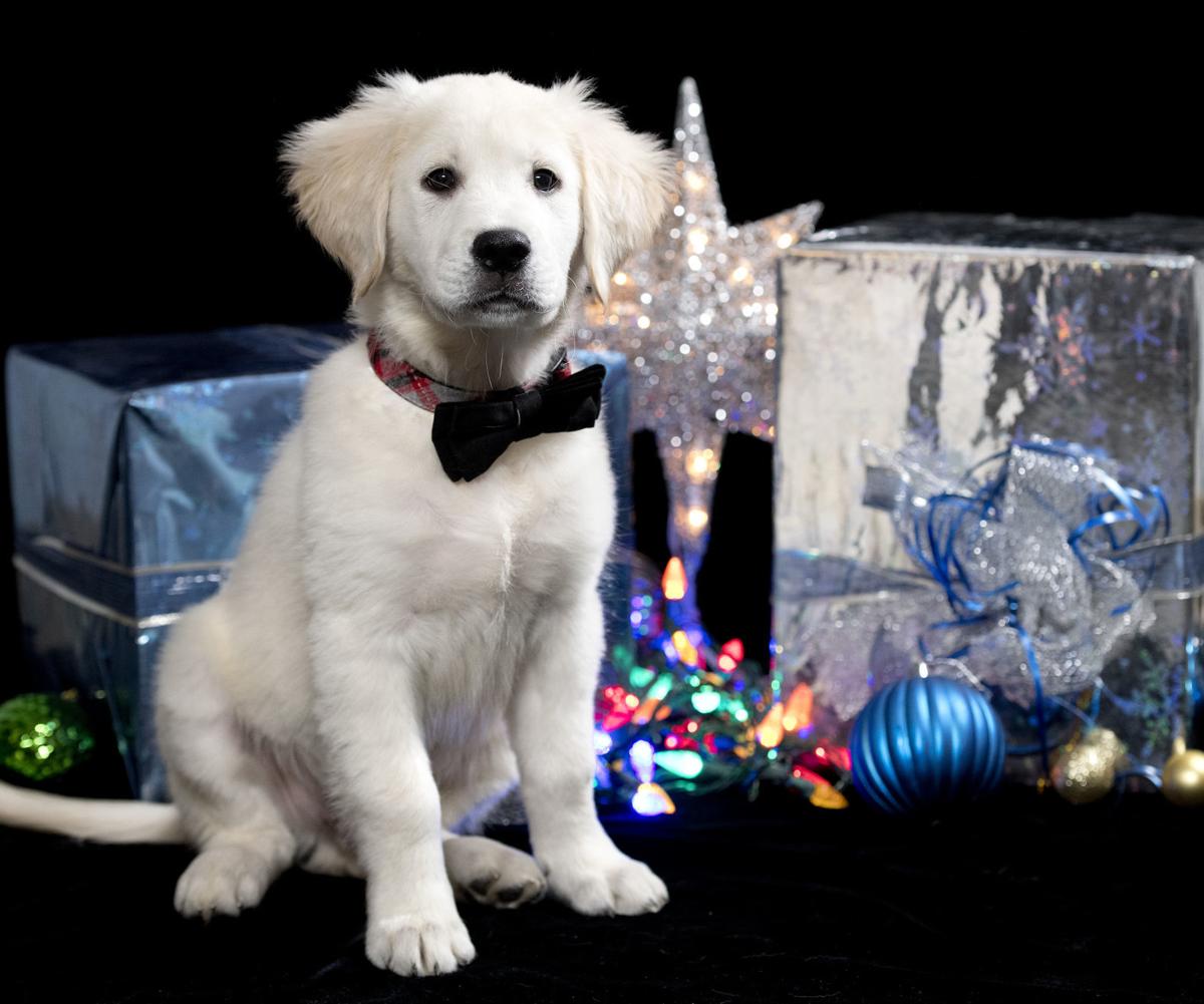 Playful Golden Retriever Is This Year S Little Yellow Dog In Sioux City A1 Siouxcityjournal Com