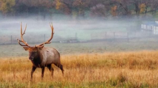 Elk at Hillview Recreation Area