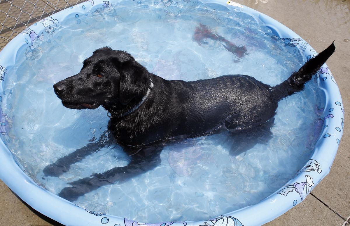 Meet the breeds Which, if any, is right for you? Siouxland Life