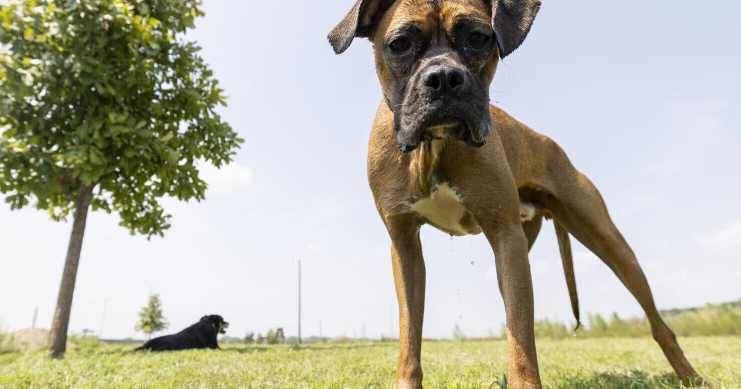 Nearly starved to death, Sioux City dog completes recovery - Vimarsana News