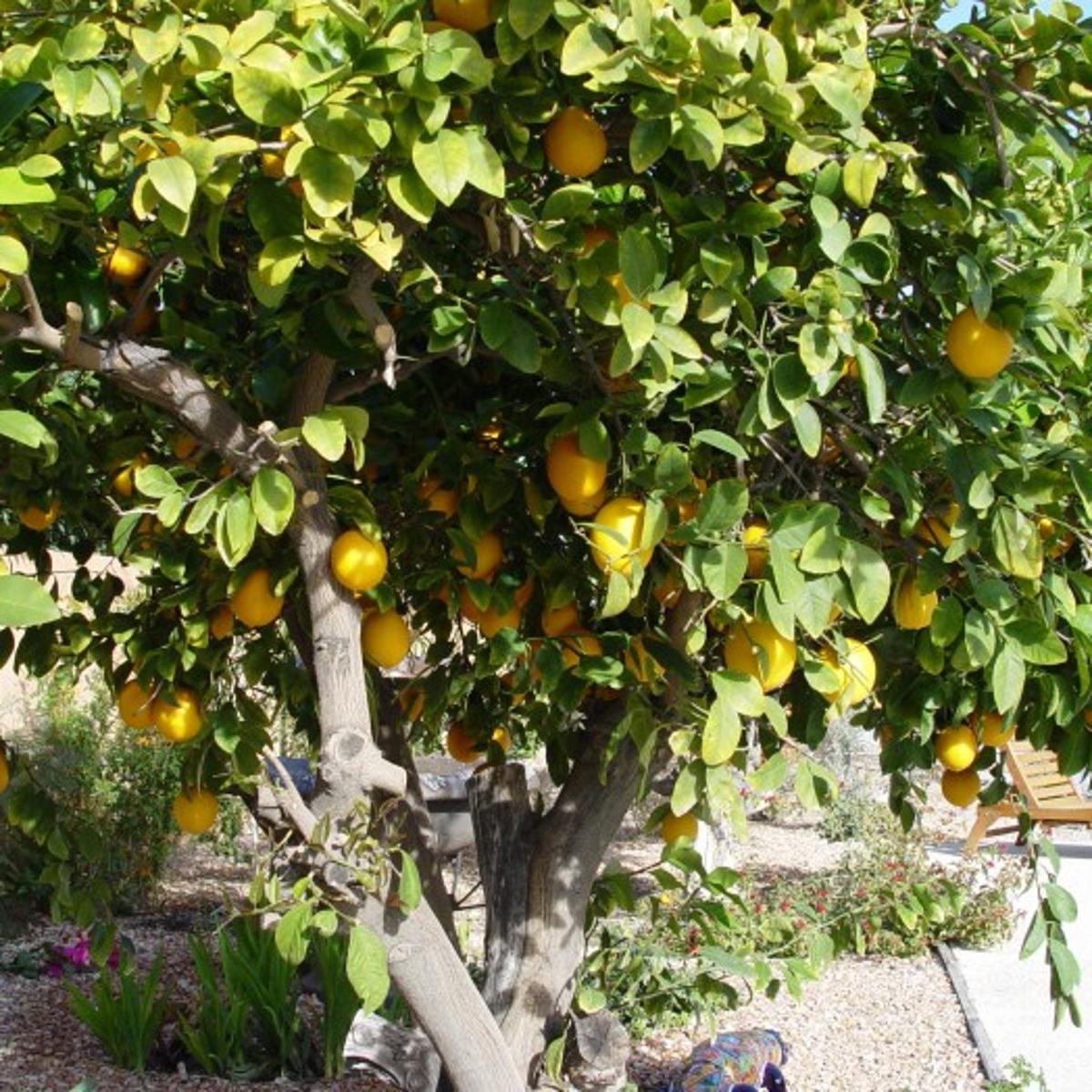 Growing Fruit Trees From Seed Won T Yield The Fruit You Expect Home And Garden Siouxcityjournal Com