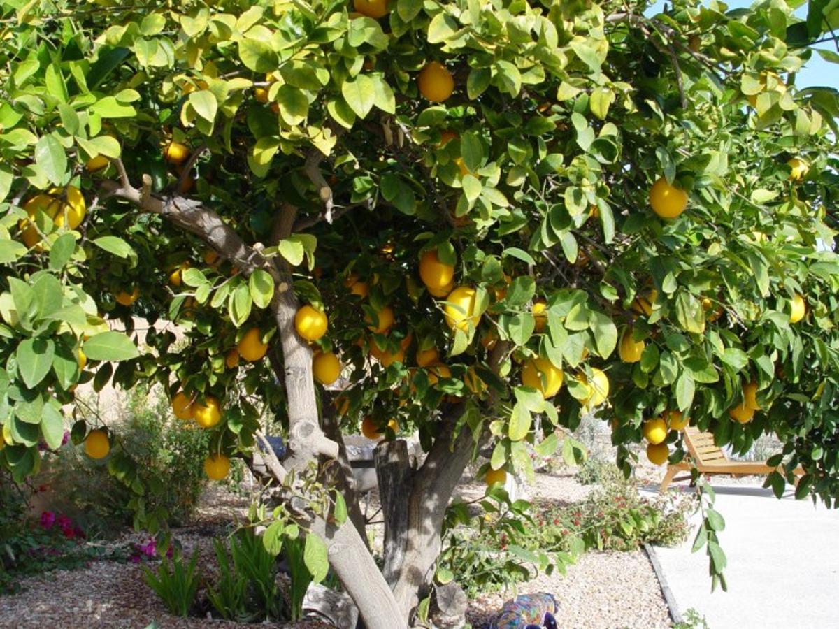 Cómo saber si un limón dará fruto