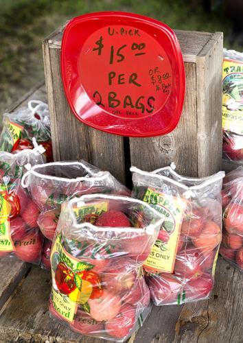 Trapple Orchard
