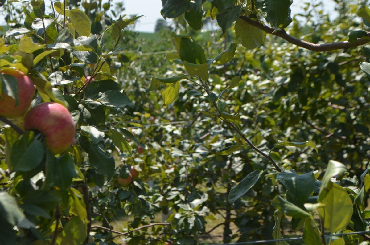 It S Time To Pick Apples The Crop Is Good Weekender Community Siouxcityjournal Com She danced about till the eggs were all ⁠broke, she began for to.
