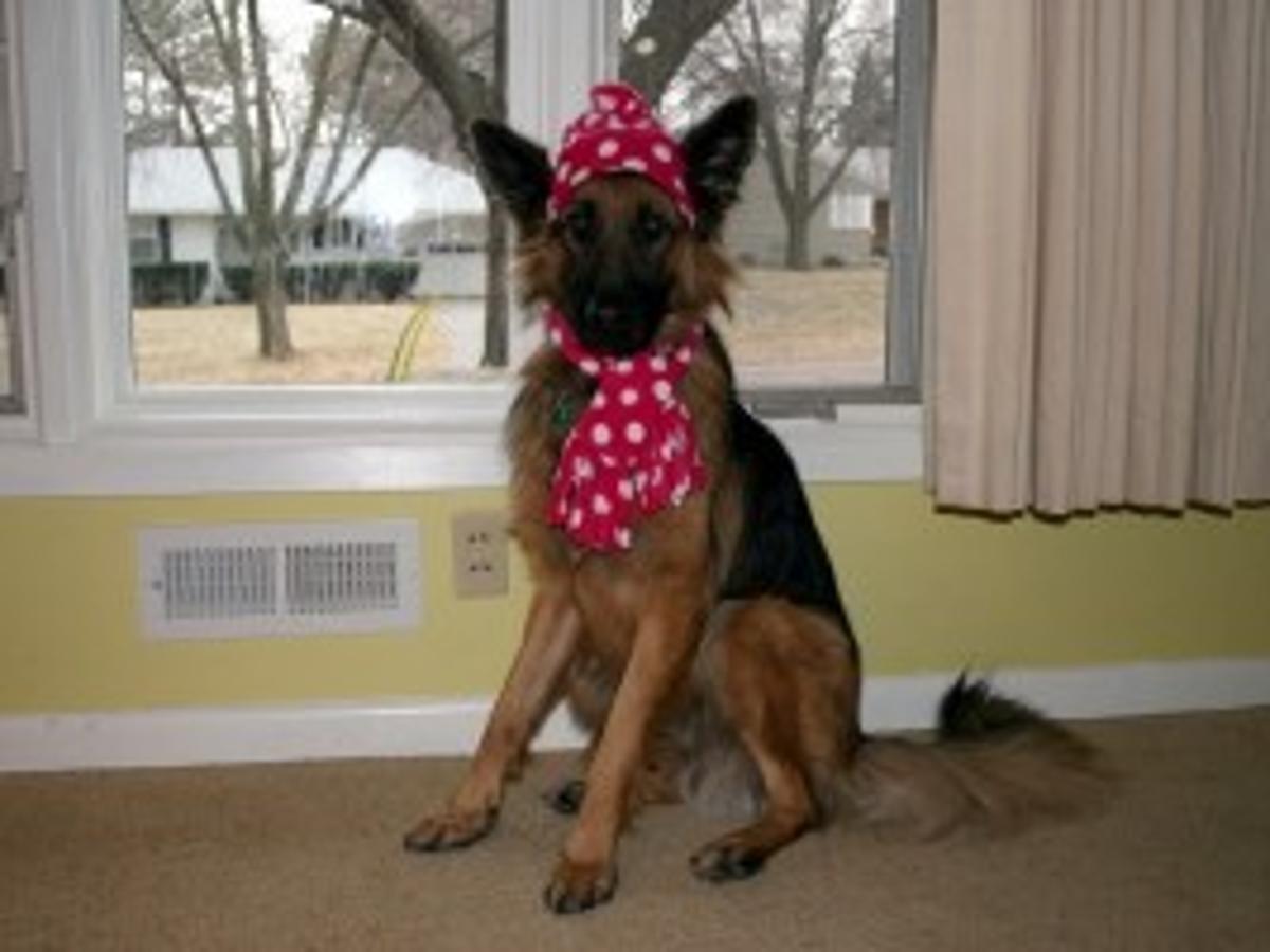 Now S The Time To Winterize Your Pet Home And Garden Siouxcityjournal Com