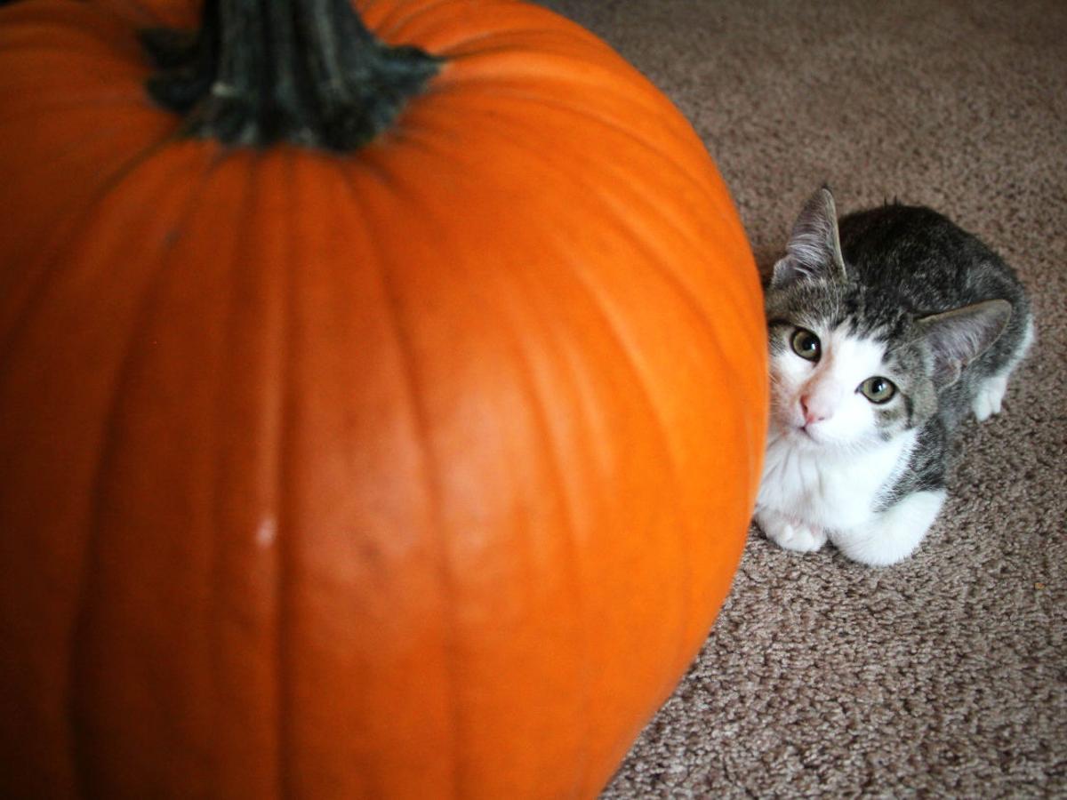 Don T Throw Out Those Uncarved Pumpkins Health Benefits Abound